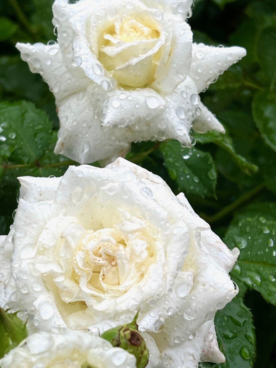 水滴る白バラ