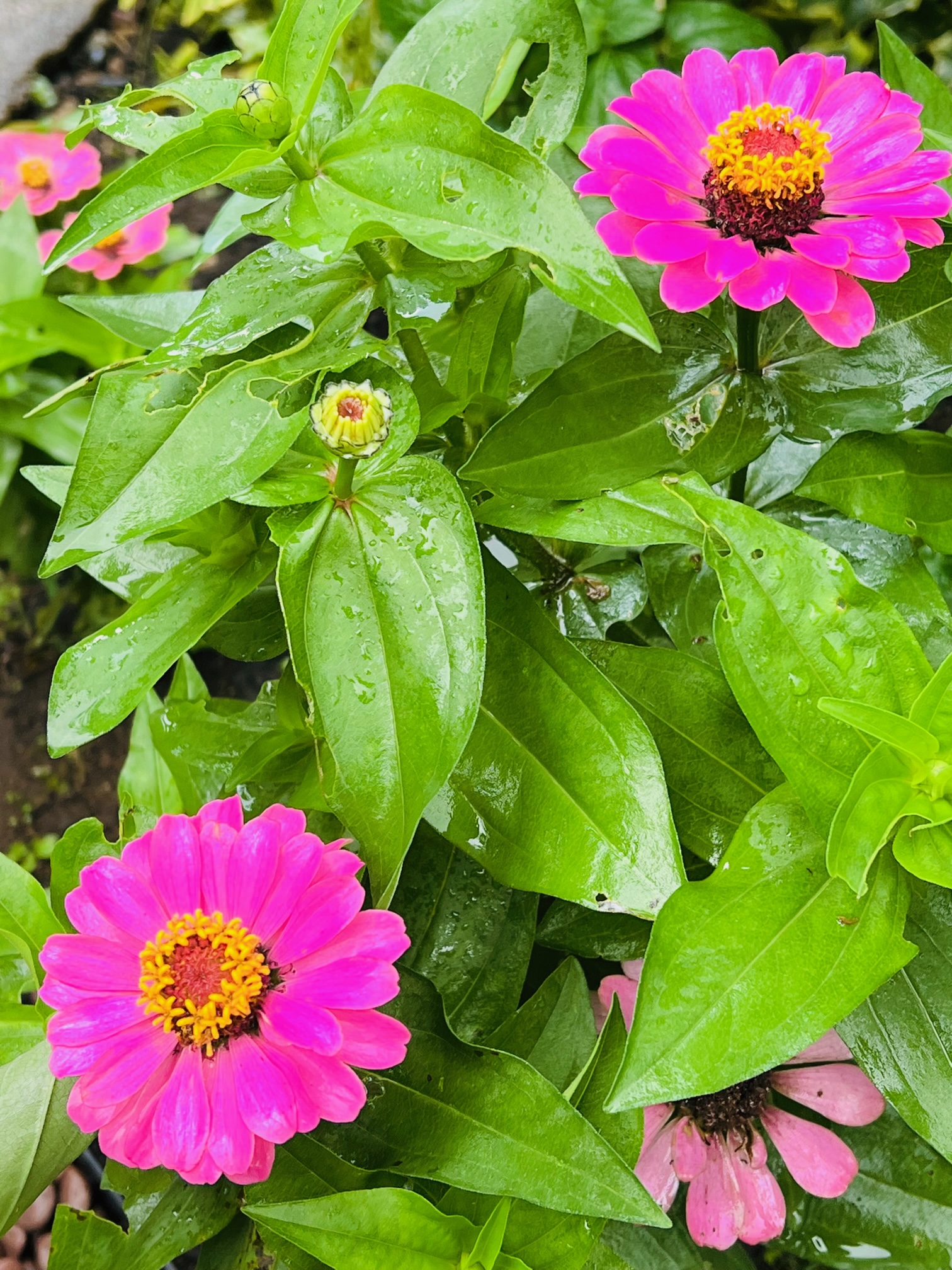 ローズガーデン雨の花