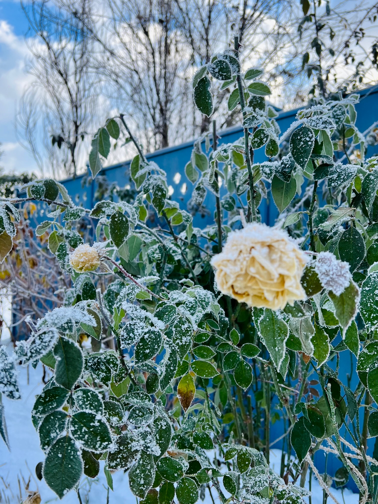 イエローガーデンの雪景色とバラ