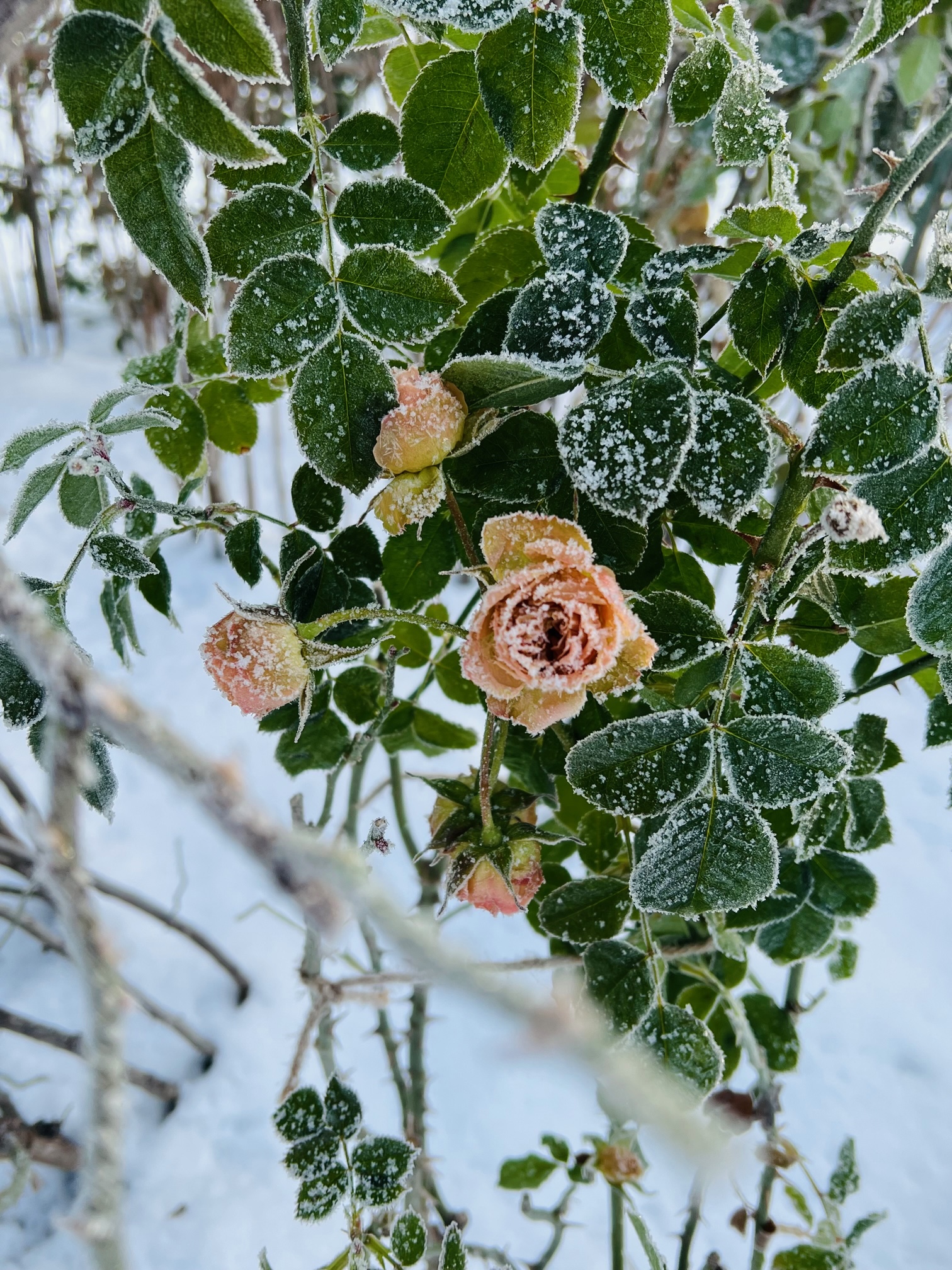 ガーランドガーデンの雪とバラ