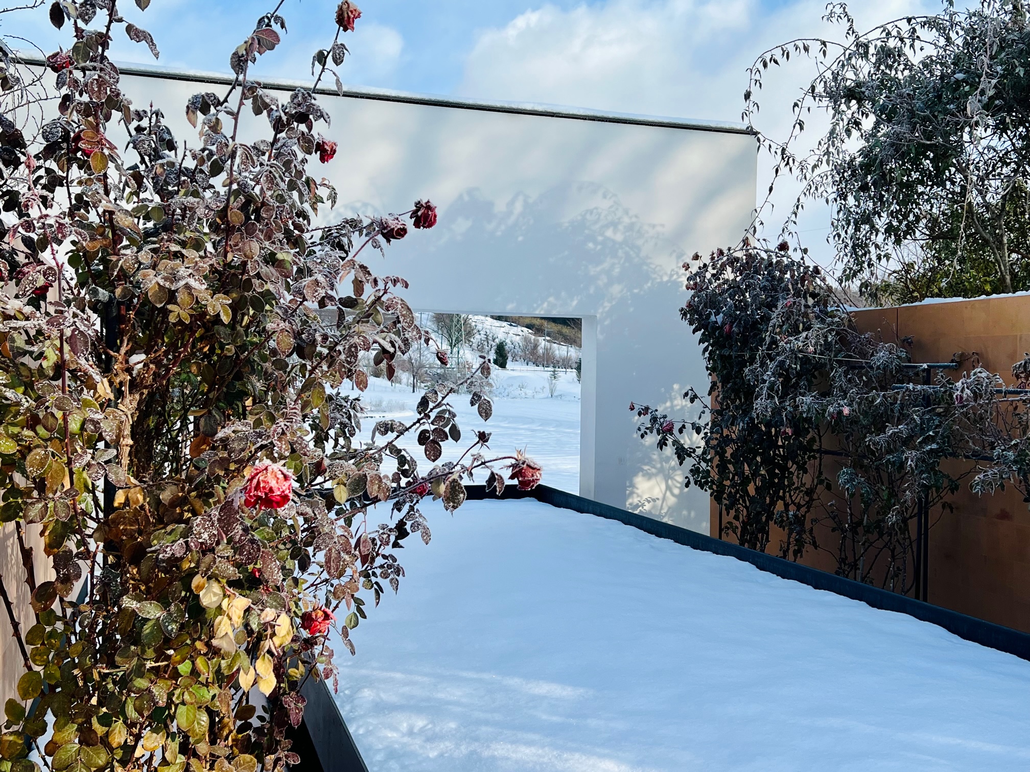 水鏡と雪のバラ