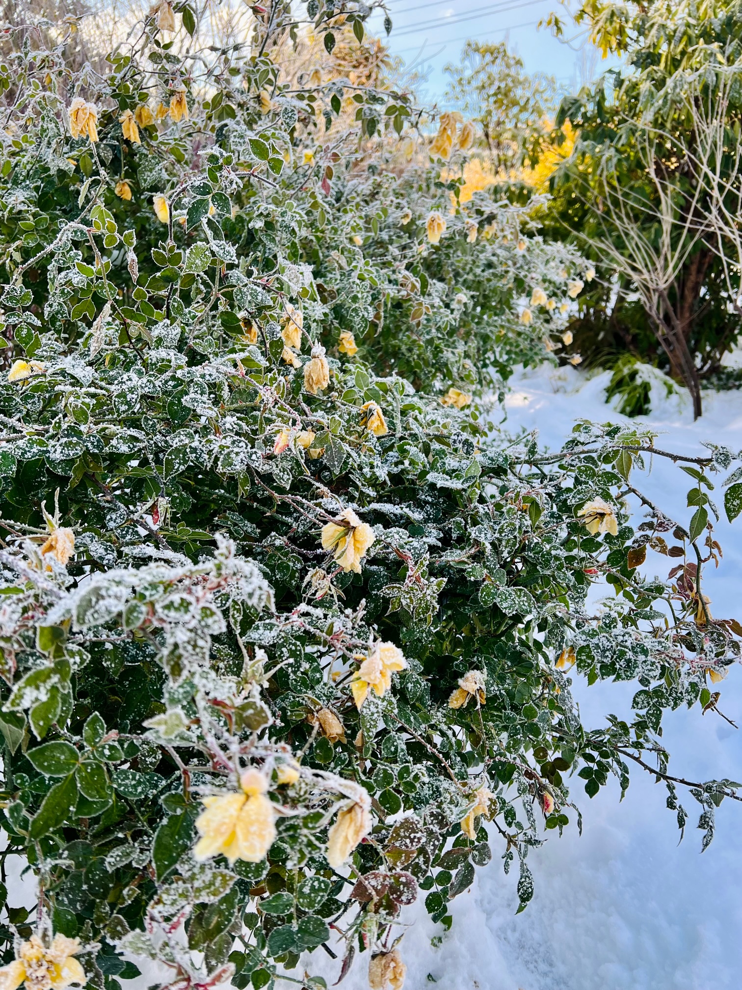 黄色のバラと雪景色