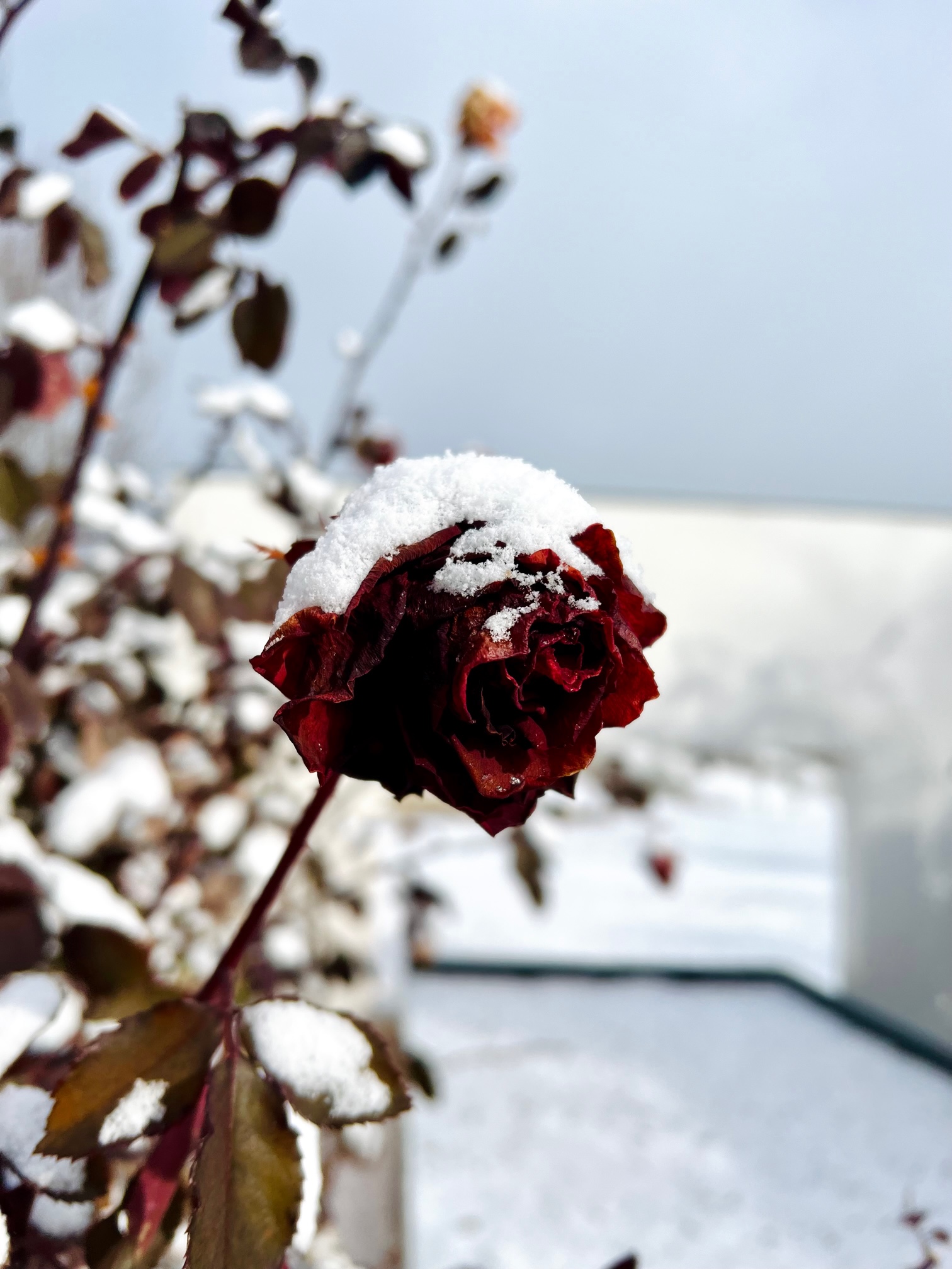 赤いバラ一輪にかかる雪の装い