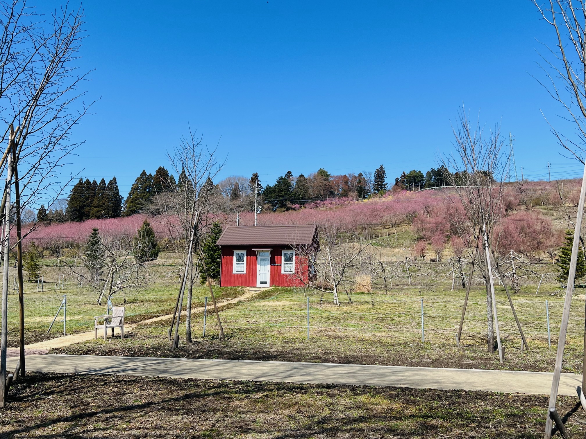 赤い小屋の背景に広がる花桃の丘