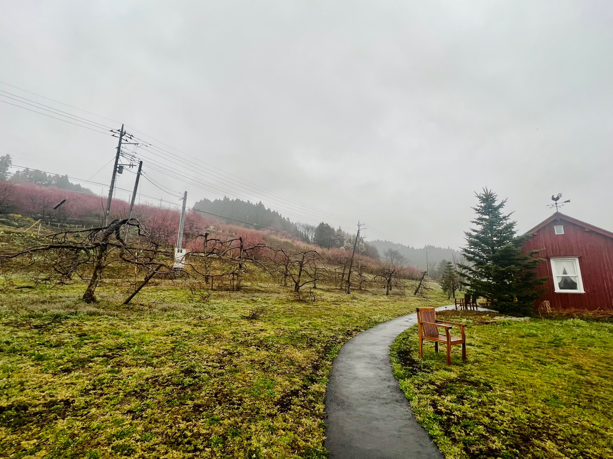 赤い小屋と花桃の丘の写真