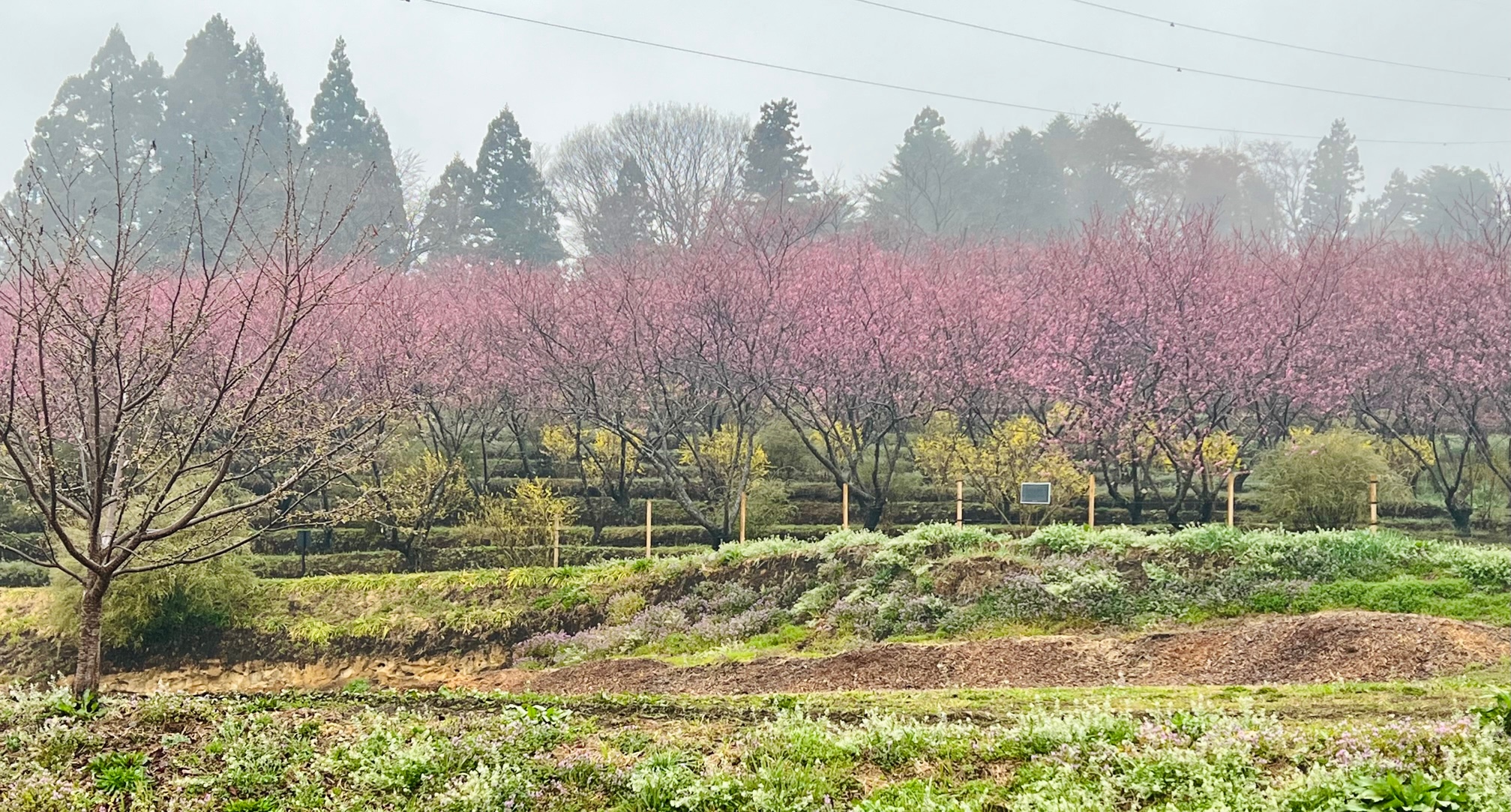 雨に煙る花桃の丘の写真