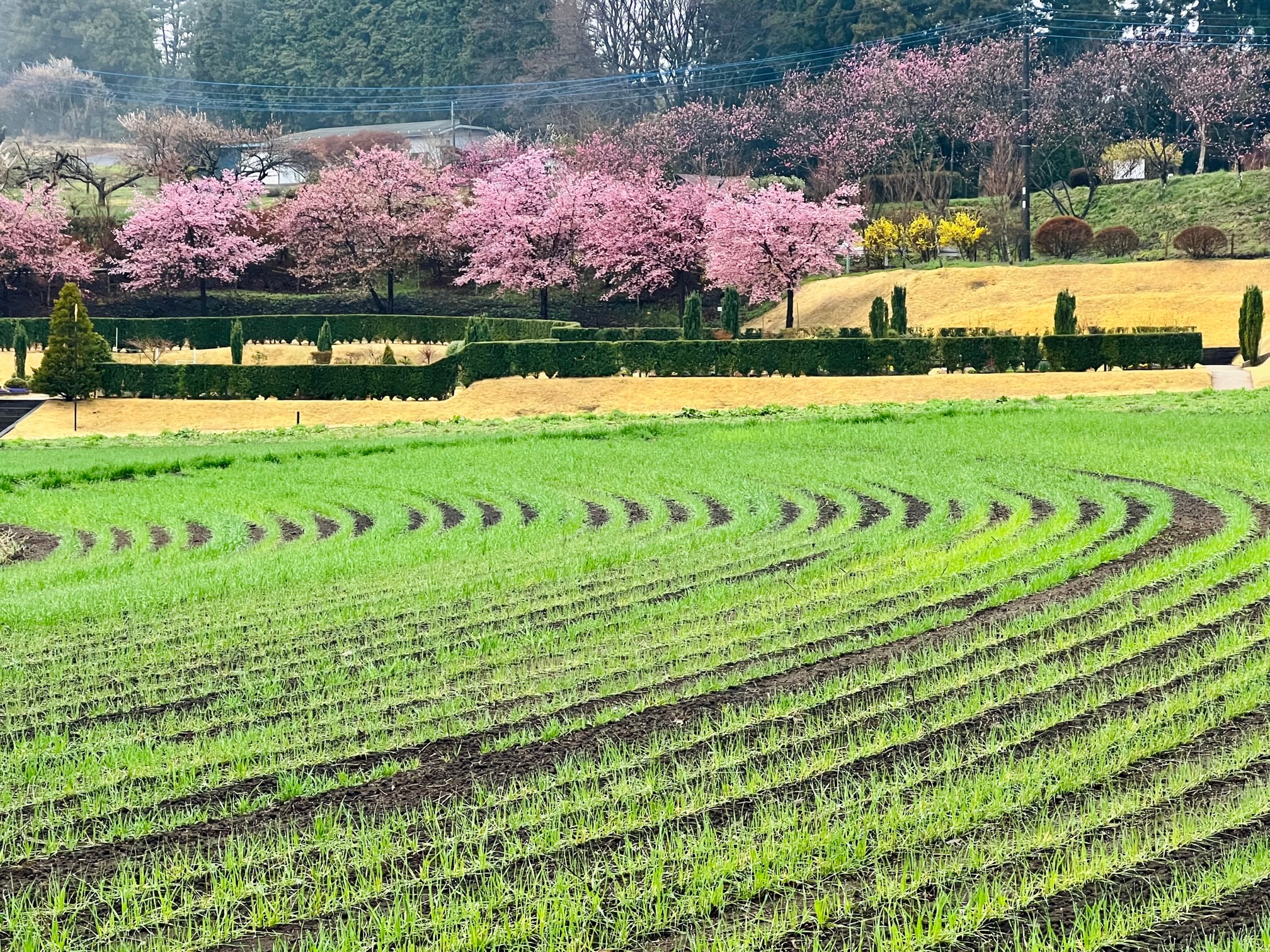 麦と早咲きの桜の写真