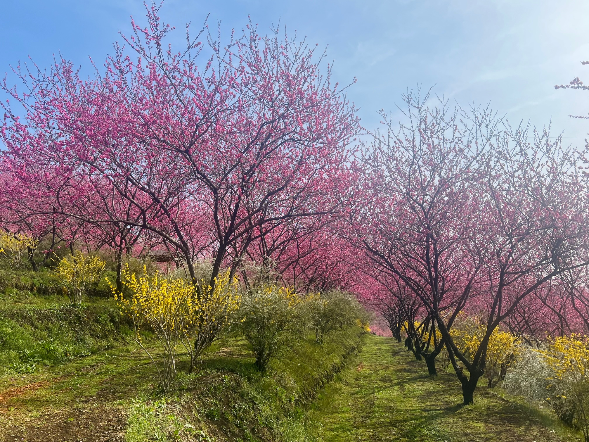 花桃の丘遠景１の写真