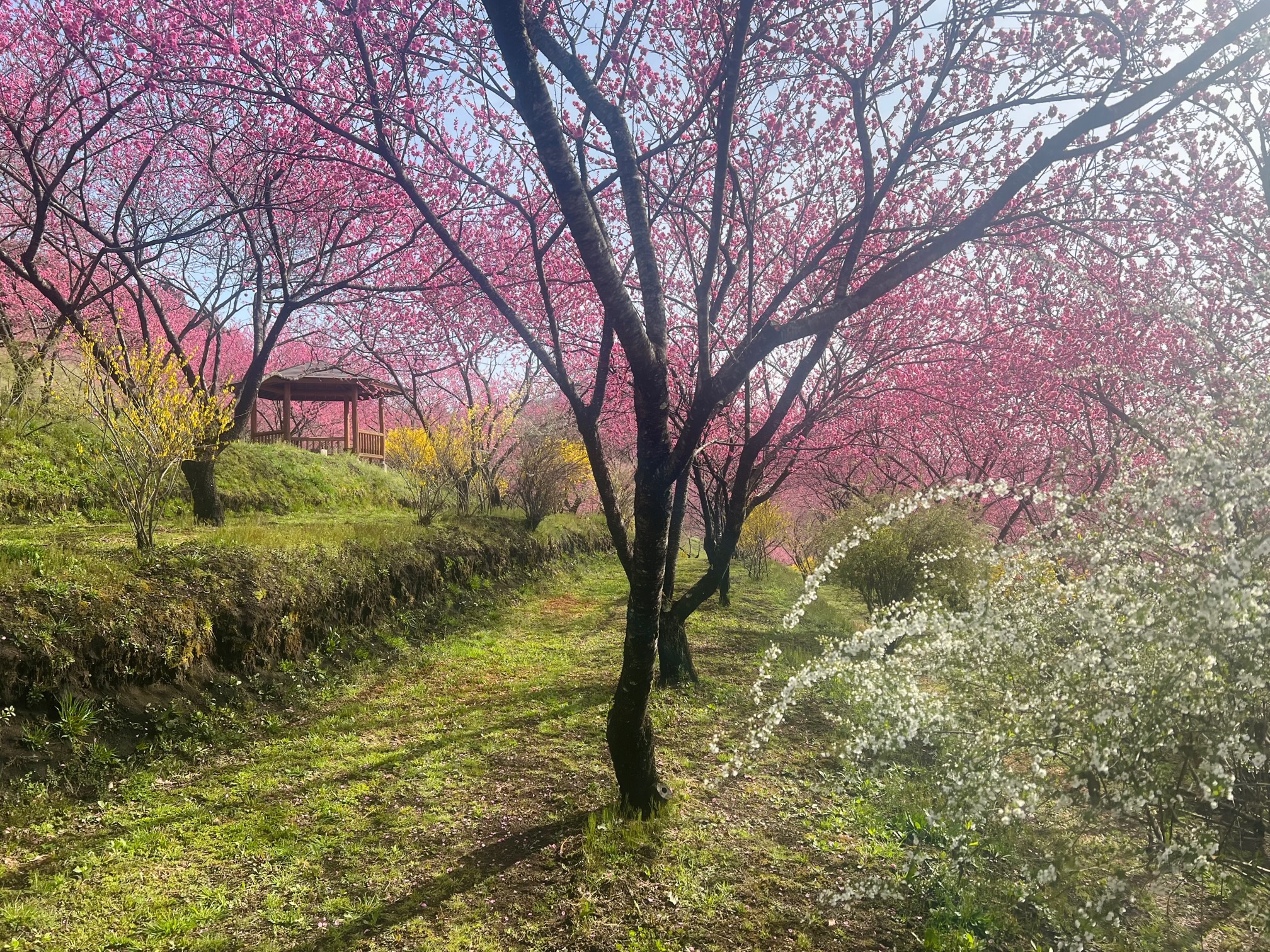 花桃の丘遠景２の写真
