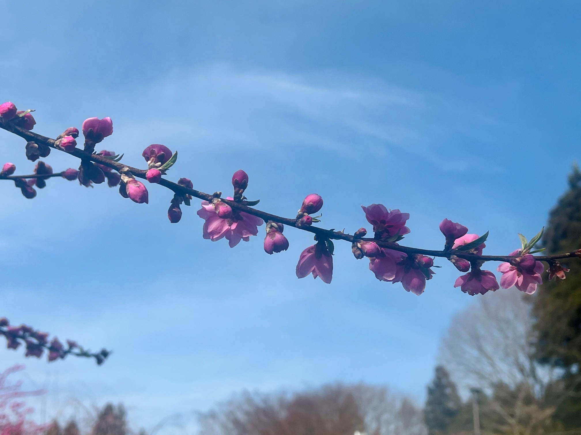 花桃の枝の様子の写真