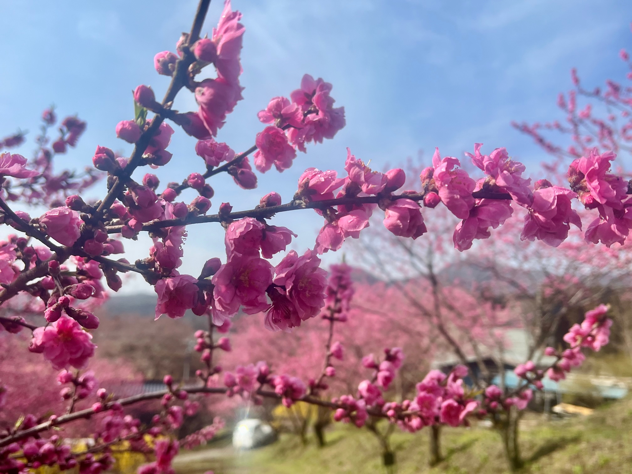 花桃の枝振りの写真