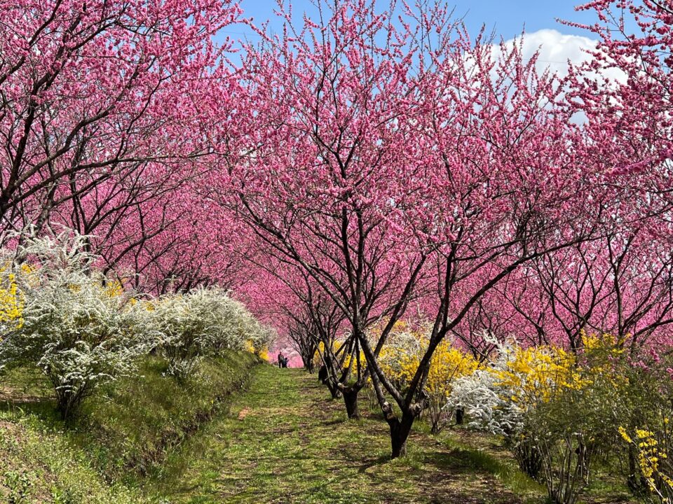 花桃の丘は今「見ごろ」で週末にかけてがピークになるでしょう 園内全体で春を満喫できます 3月30日の状況 - 中之条ガーデンズ