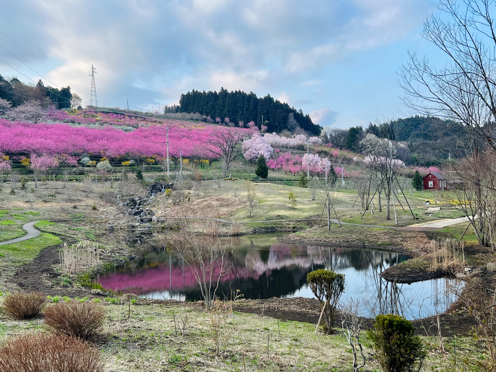 花桃の丘、遠景の写真