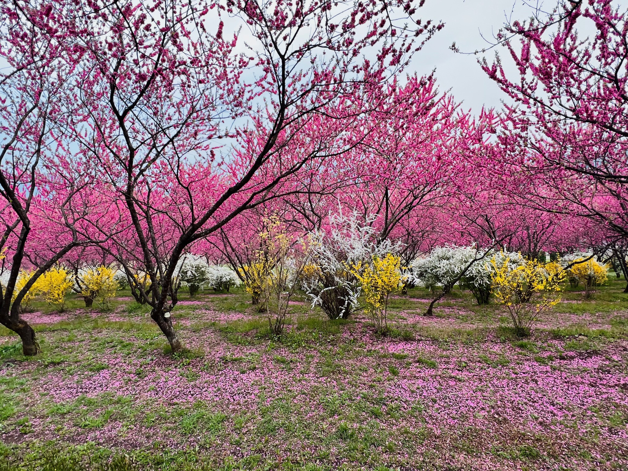 散った花びらが美しい花桃の丘の写真