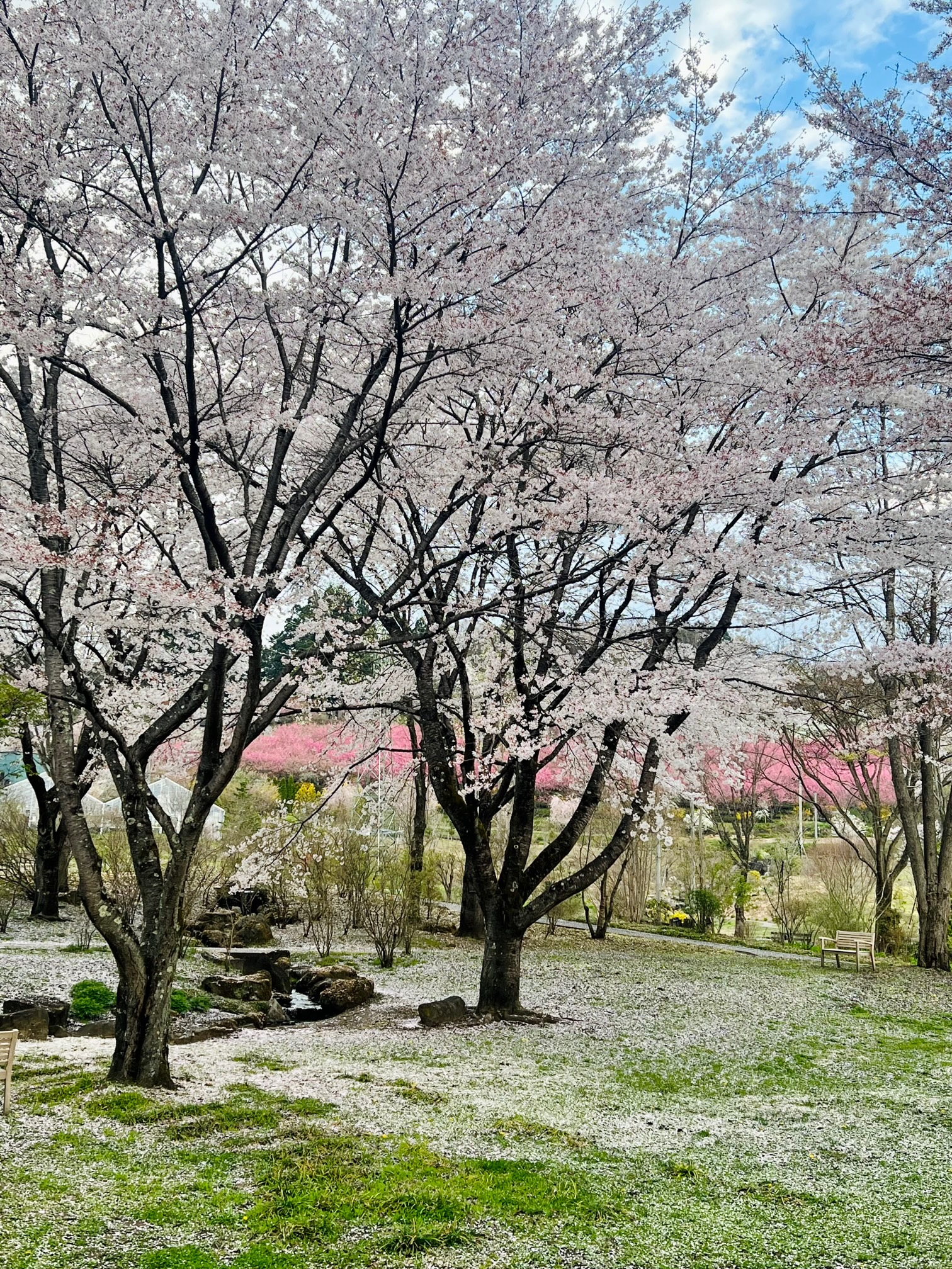 散り始めた桜の写真
