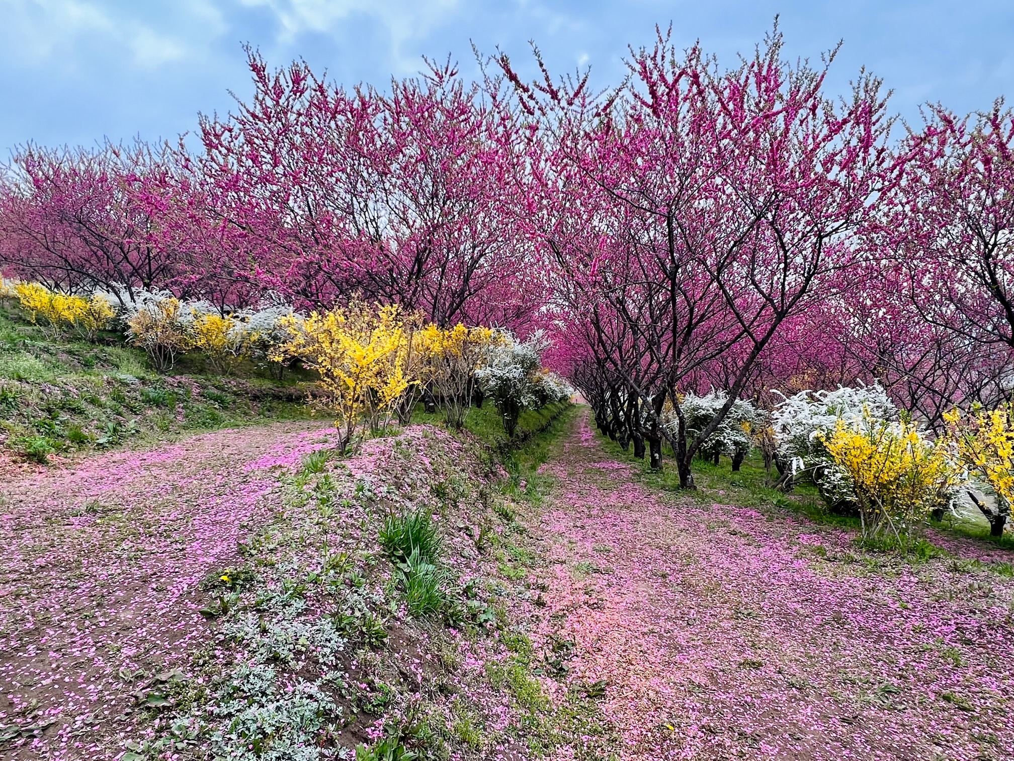 半分くらい散った花桃の丘の写真