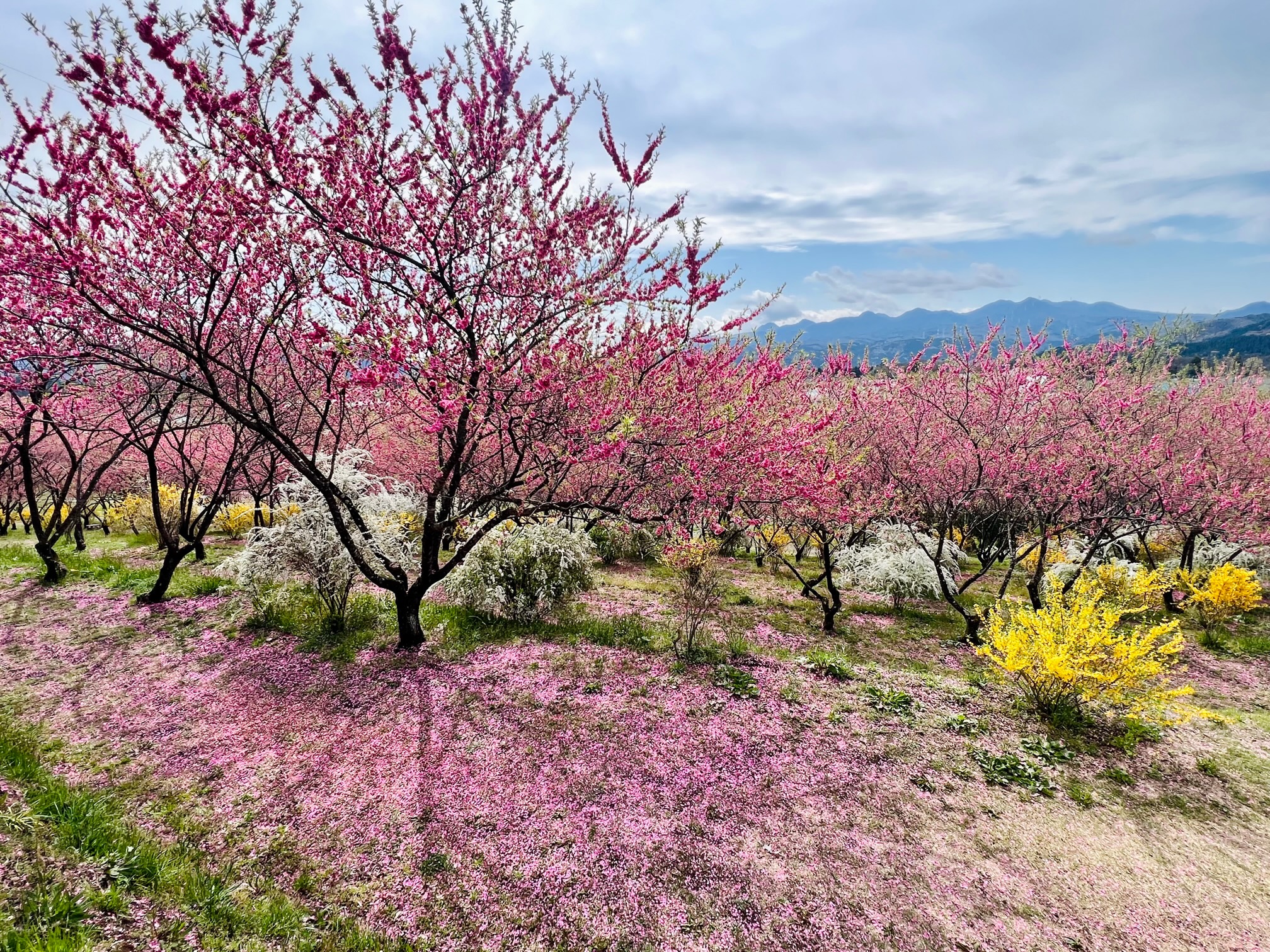 花桃の丘、花びらの絨毯の写真