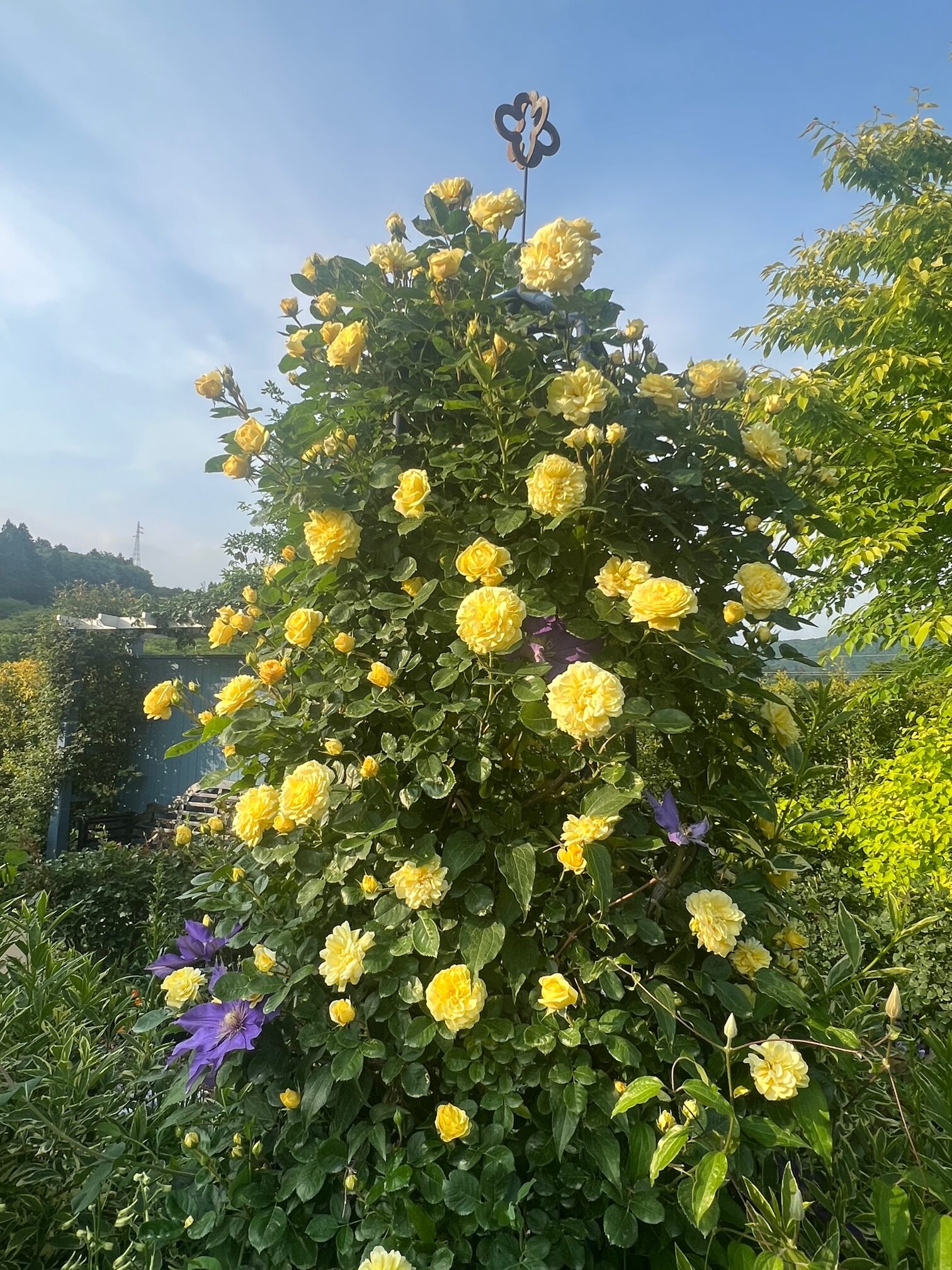 オベリスクの黄色いバラの写真