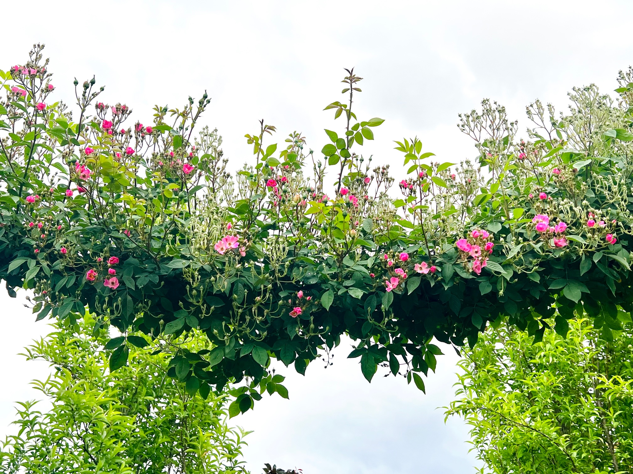 ガーランドエリアのバラの開花の写真