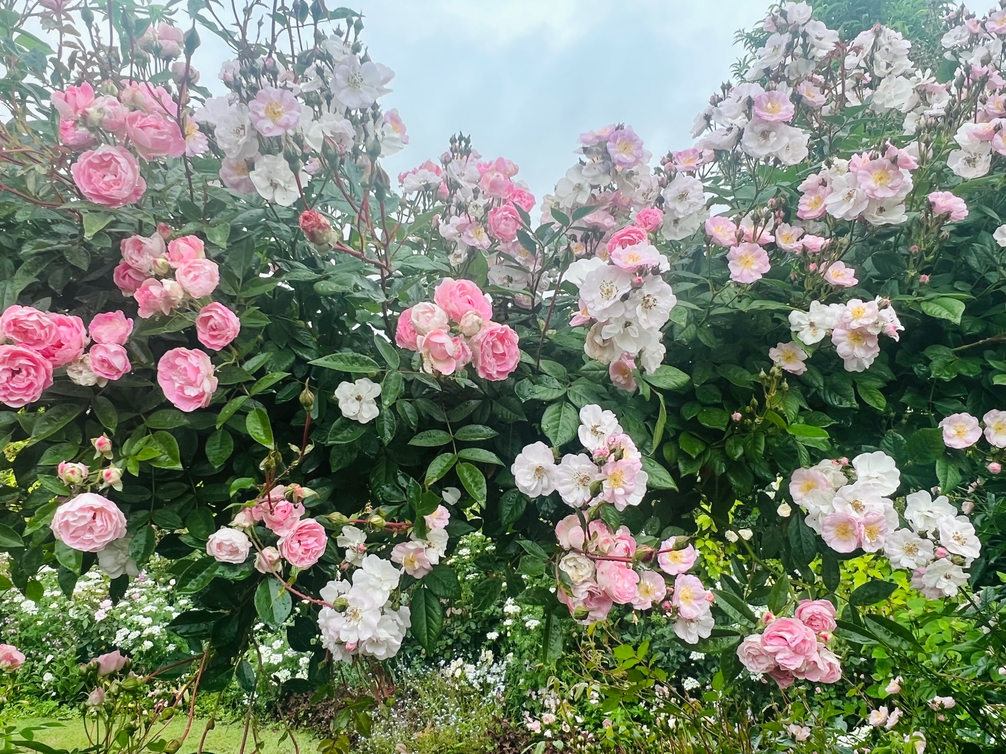 ガーランドガーデンのバラのアップの写真