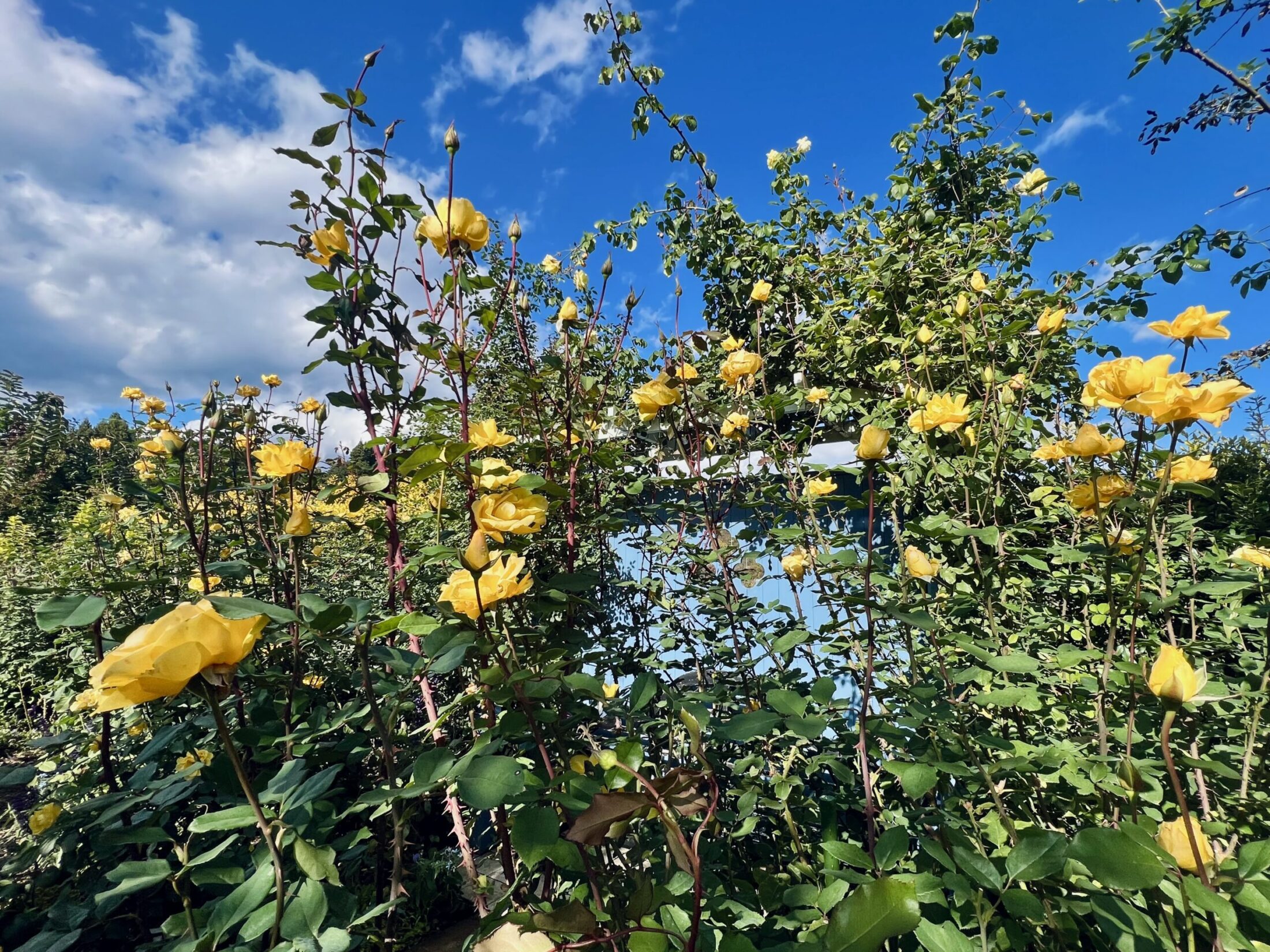 イエローガーデンの黄色いバラ