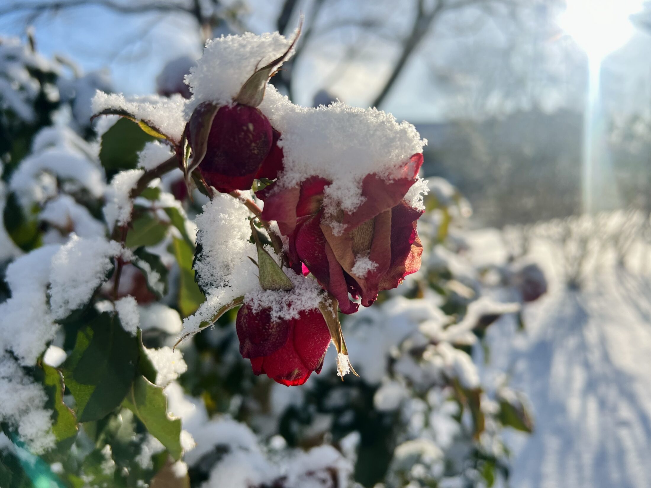雪とバラの写真その１