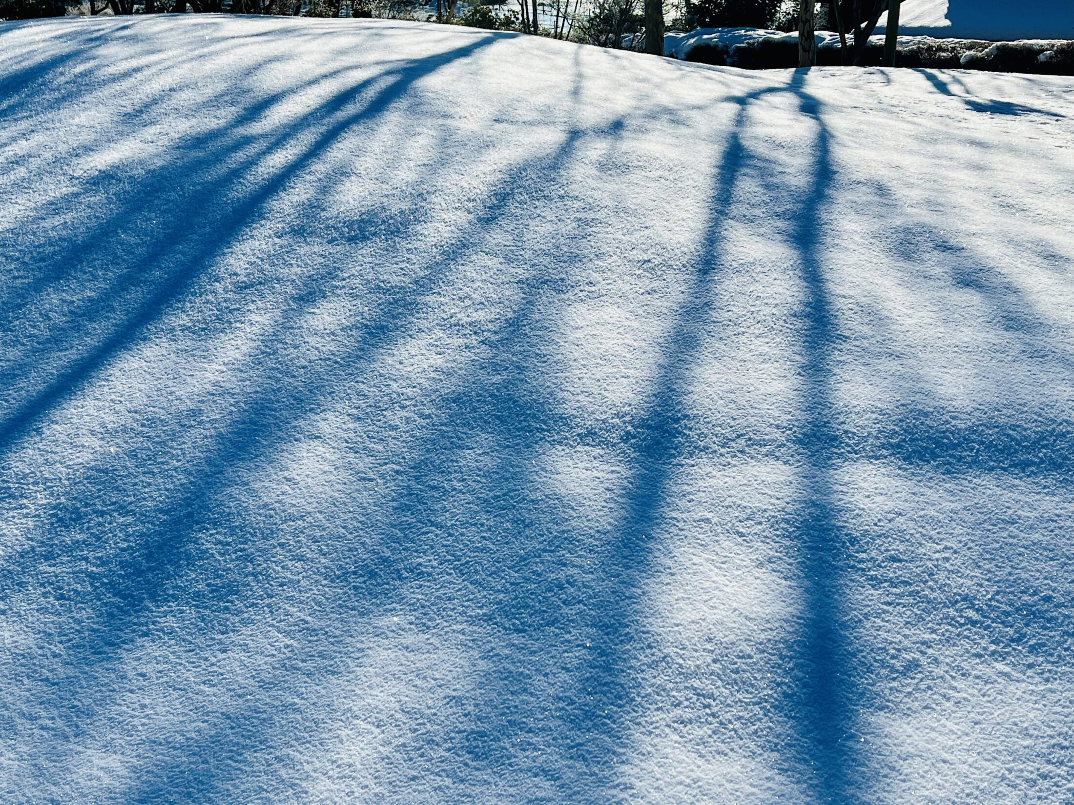 雪と木の影の写真