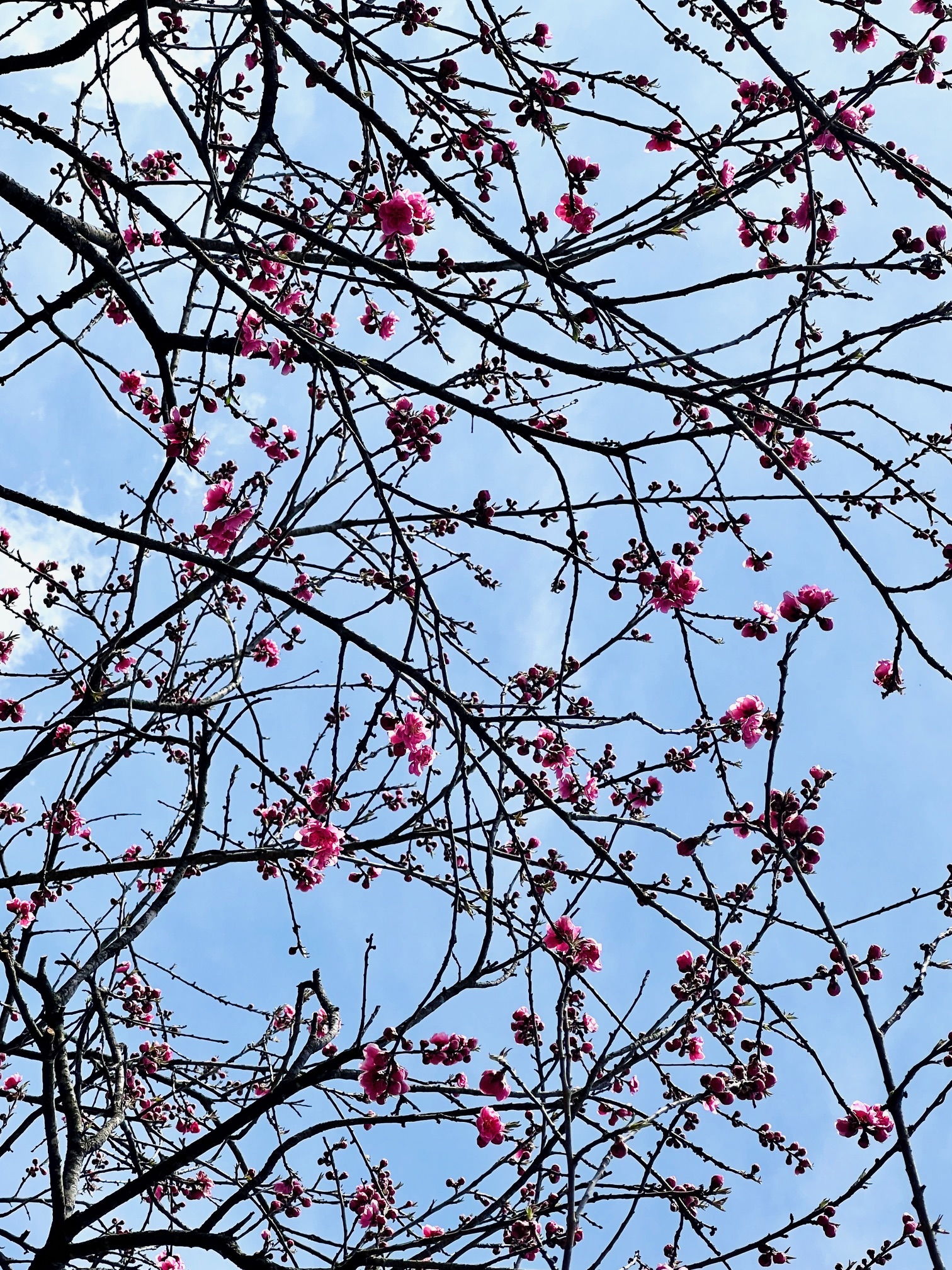 花桃のつぼみつく枝