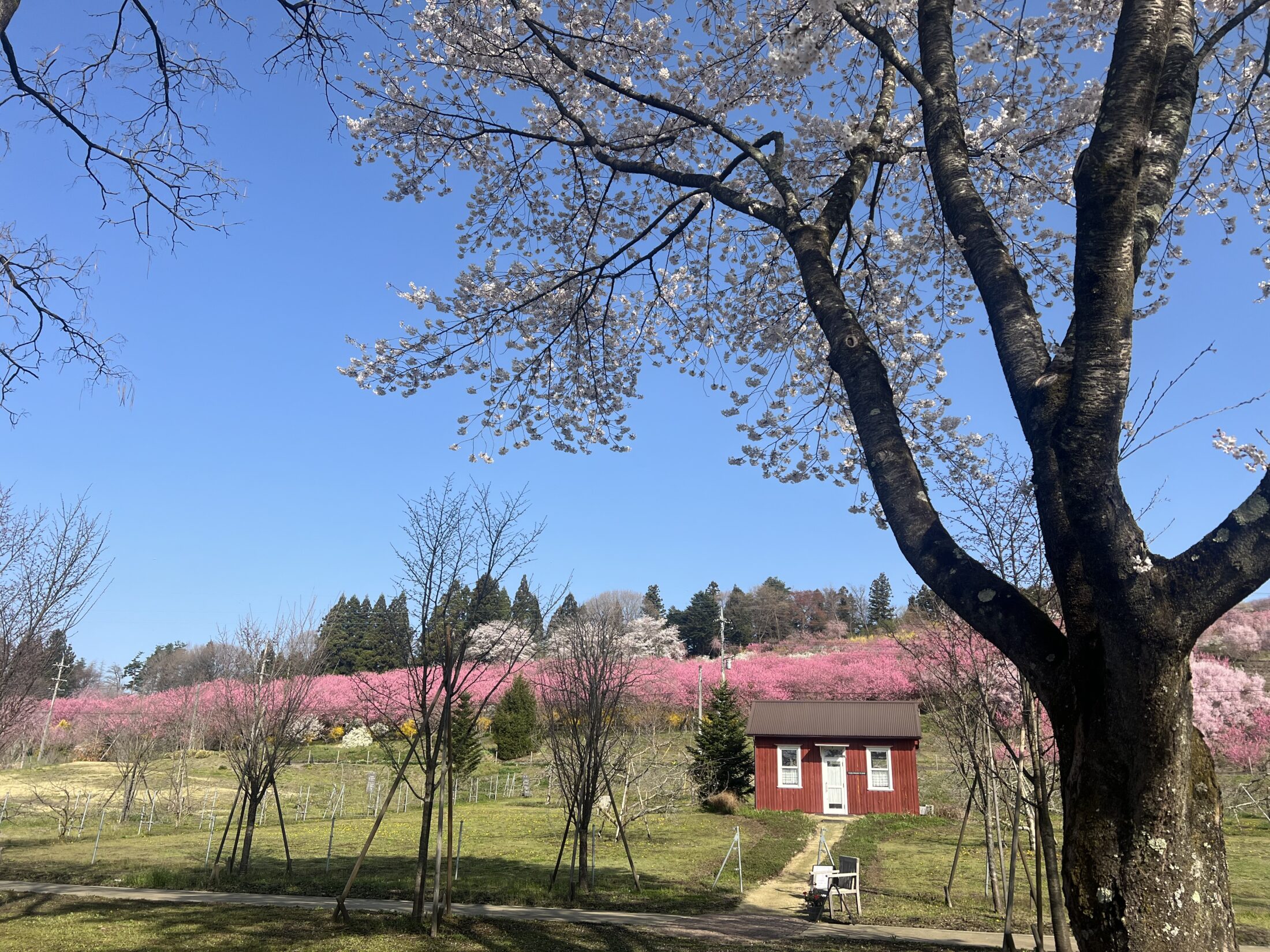 赤小屋越しの花桃の眺め