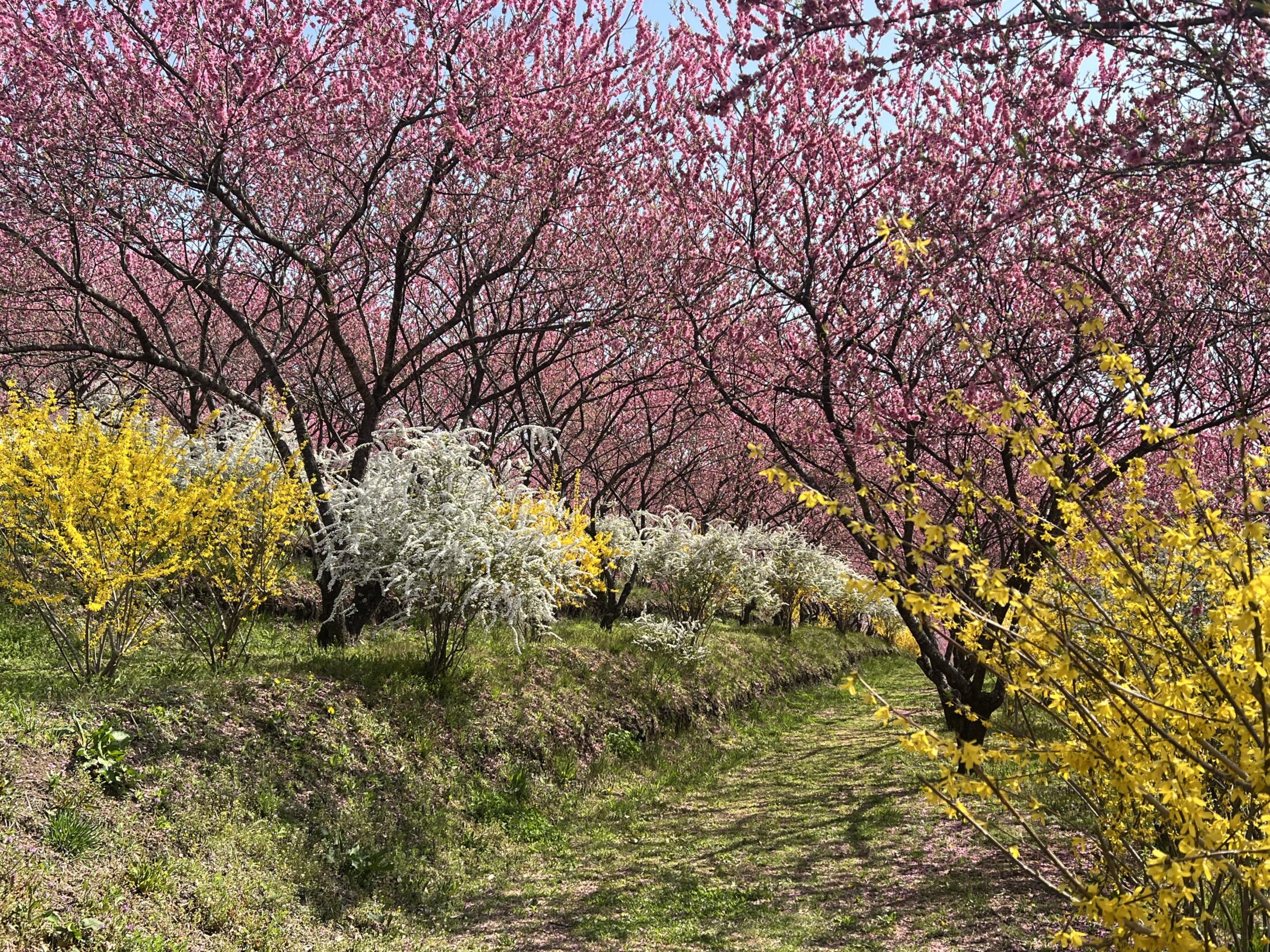 花桃の丘の様子
