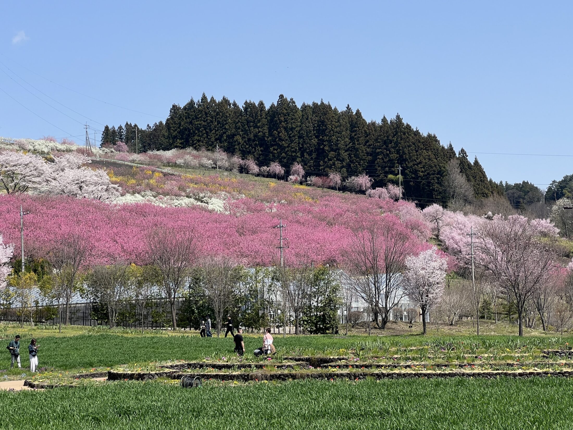 花桃の丘の遠景