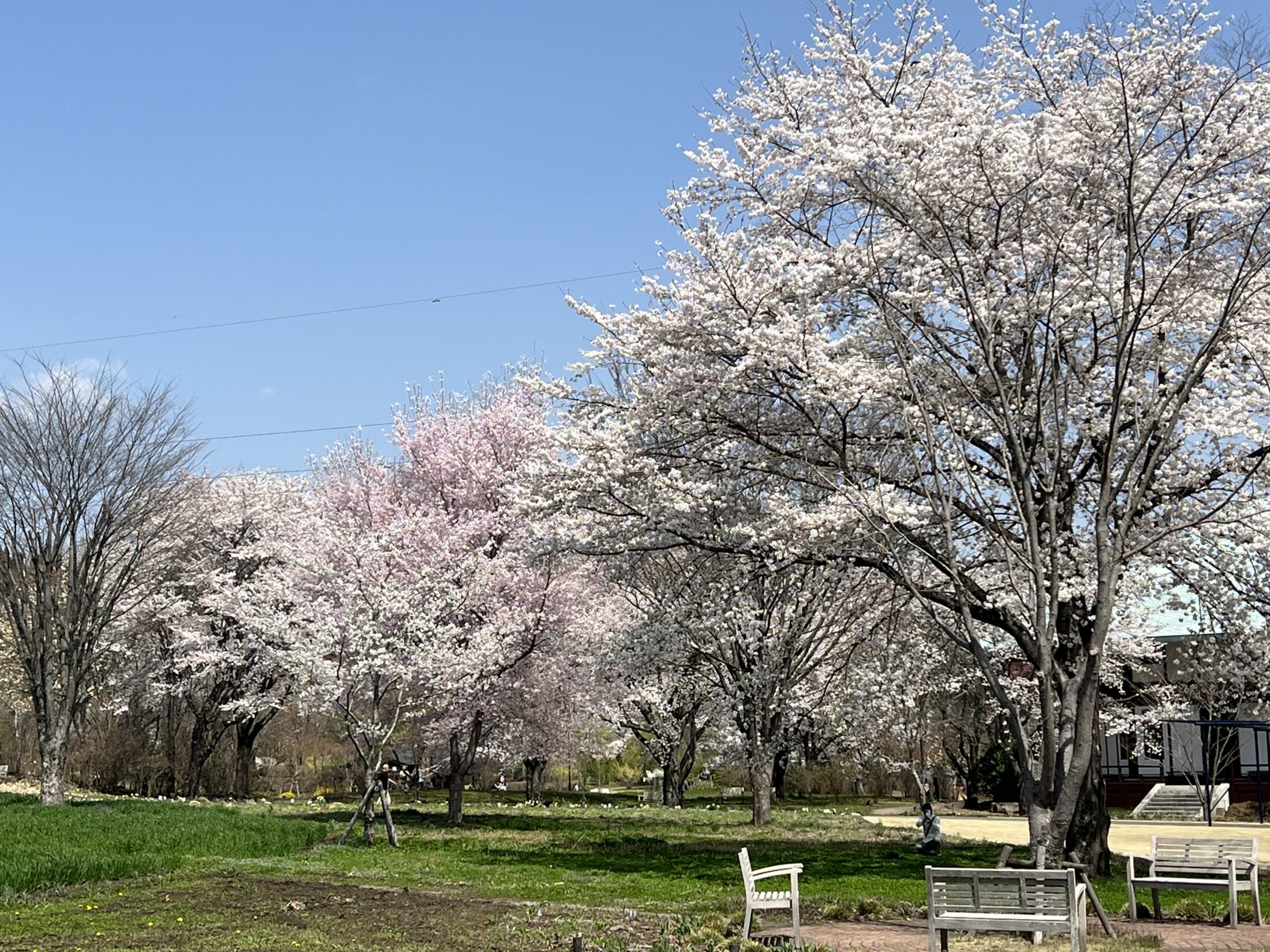 桜の満開の様子