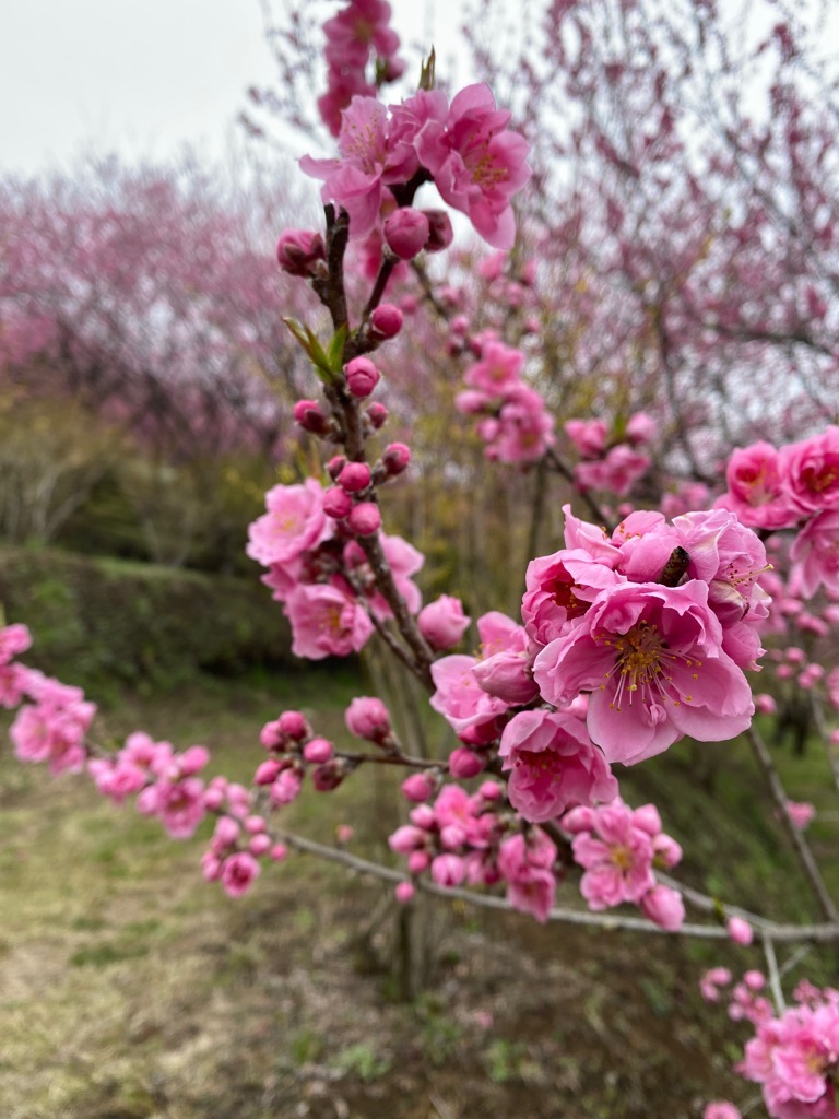 花桃寄り