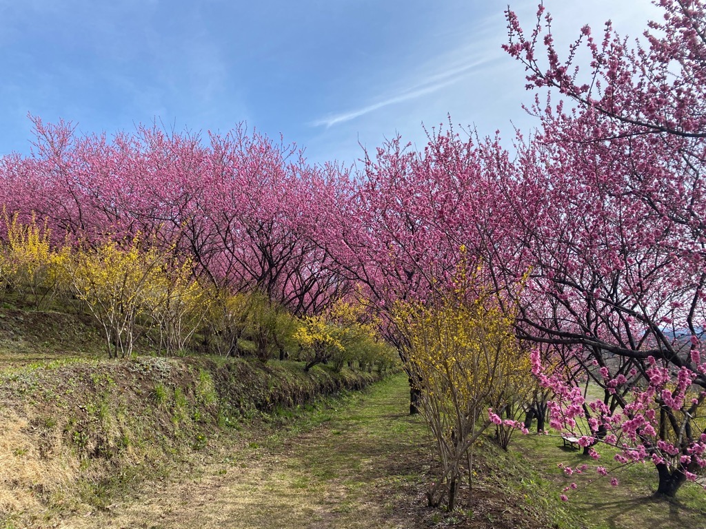 花桃の丘青空