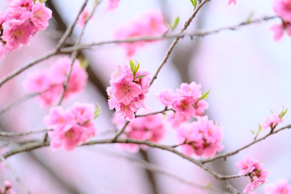 花桃の花のアップ