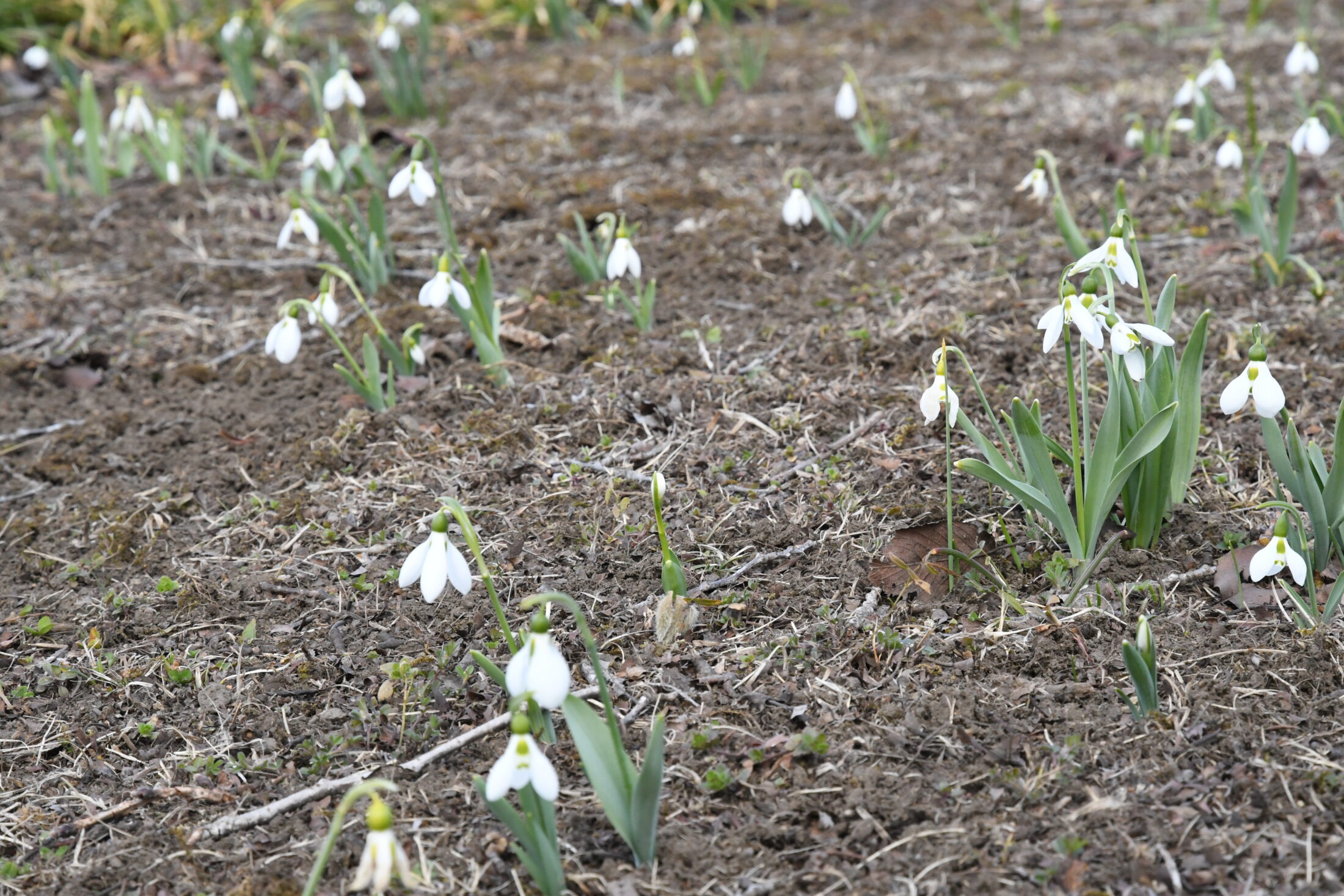 スノードロップ