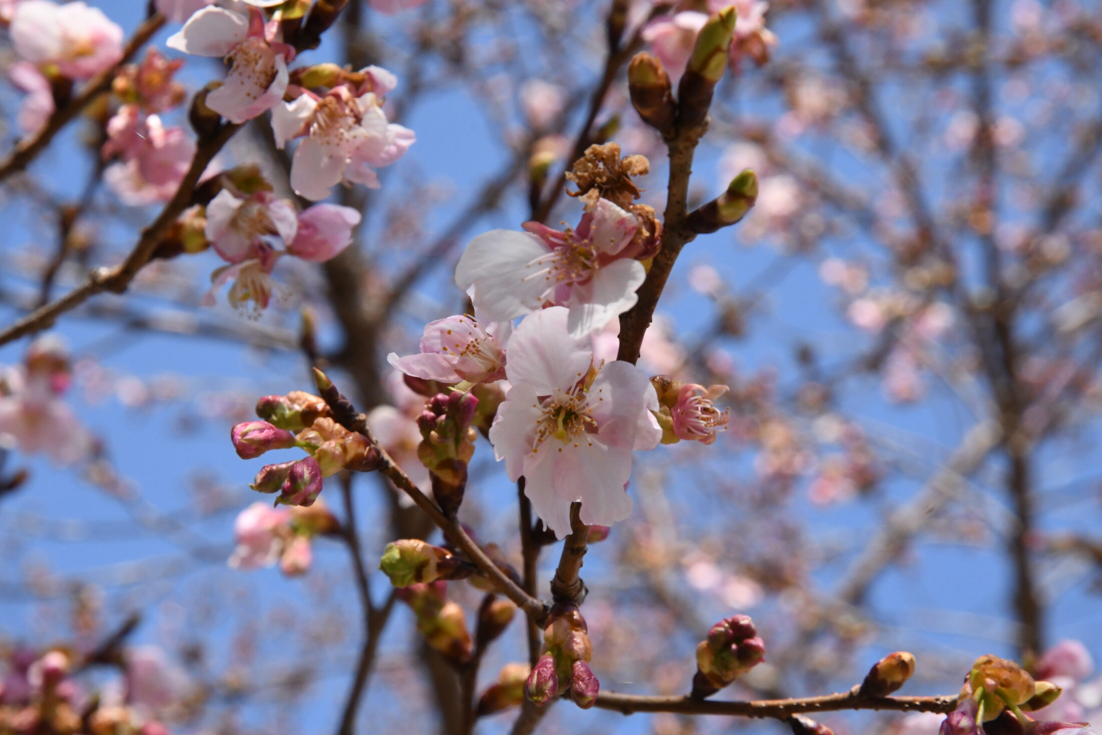オオカンザクラ