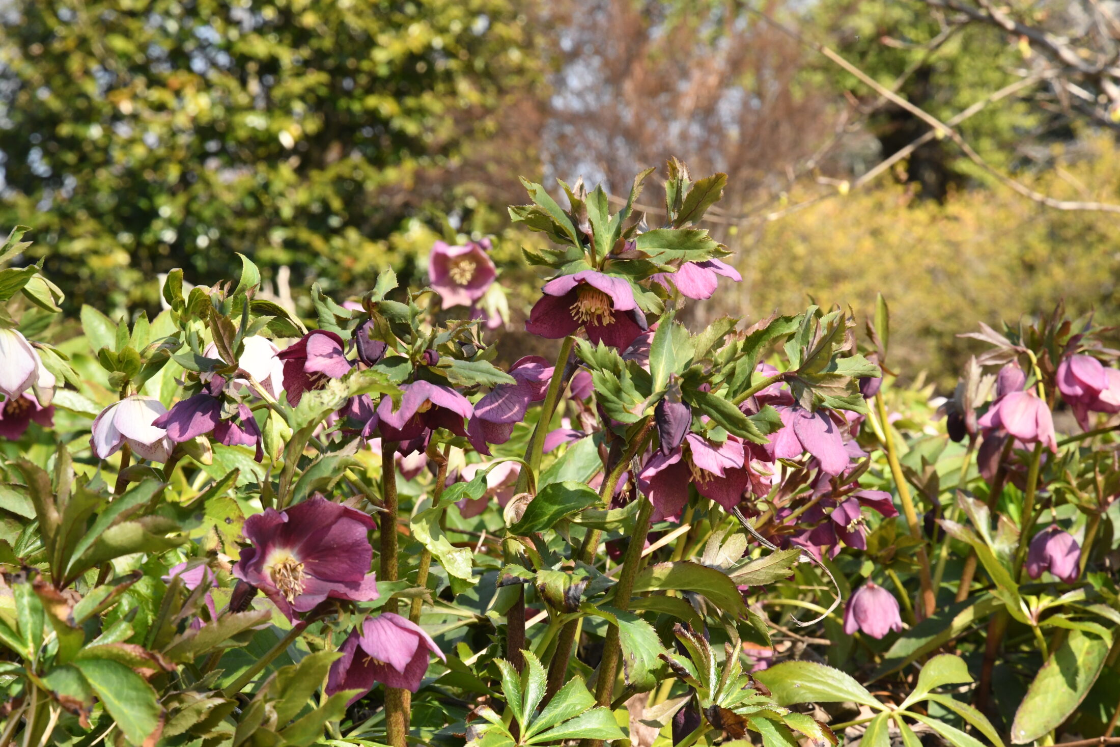 クリスマスローズ