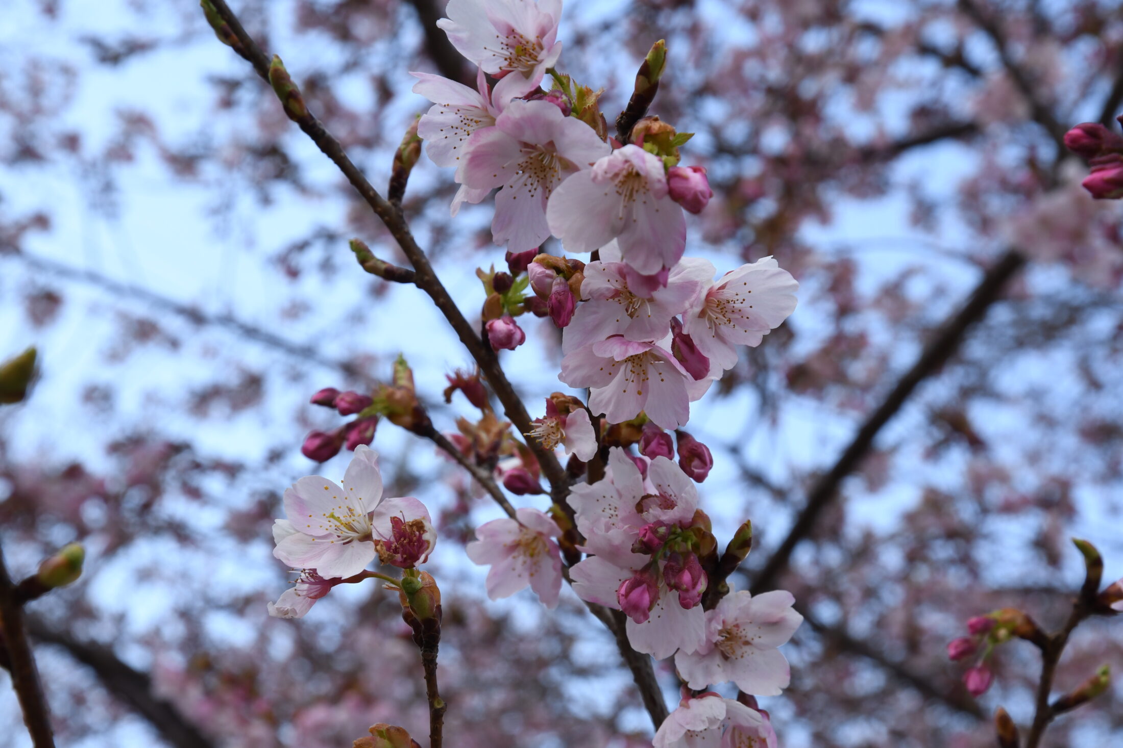 オオカンザクラ